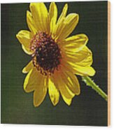 Sunflower  #1 Wood Print