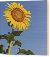 Sunflower #1 Wood Print