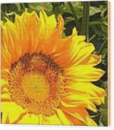 Sunny Sunflower #1 Wood Print