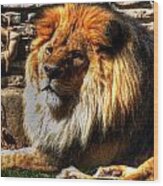 The King Lazy Boy At The Buffalo Zoo #1 Wood Print