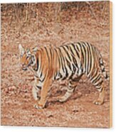 Tigress #1 Wood Print