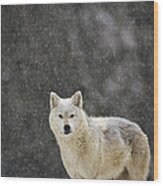 Timber Wolf Female North America #1 Wood Print