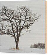 Tree In Winter #1 Wood Print