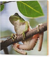 Tropical Tree Frog #1 Wood Print
