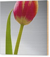 Tulip #1 Wood Print