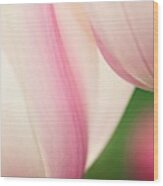 Tulip (tulipa Hybrid) #1 Wood Print