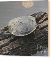 Turtle On A Log #1 Wood Print