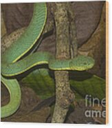 Two-striped Forest Pit Viper #1 Wood Print