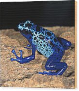 Very Tiny Blue Poison Dart Frog #1 Wood Print