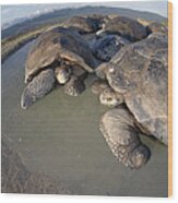 Volcan Alcedo Giant Tortoises Wallowing #2 Wood Print