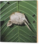 Wasp Nest Under A Leaf #1 Wood Print