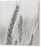 Wheat #2 Wood Print