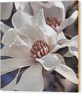 White Magnolia Wood Print