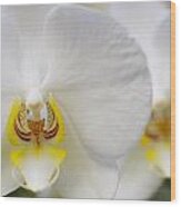 White Orchid #1 Wood Print