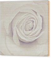 White Rose #1 Wood Print