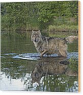 Wolf   Canis Lupus #1 Wood Print