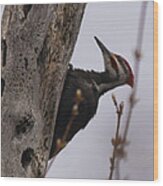 Woodpecker #1 Wood Print