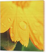 Yellow Daisy Raindrops #1 Wood Print