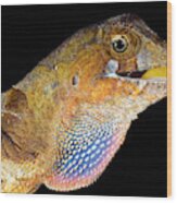 Yellow-tongued Anole Displaying Dewlap #1 Wood Print
