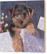 Yorkshire Terrier Puppy Wood Print