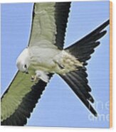 Young Swallow-tailed Kite #1 Wood Print