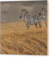 Zebra Trio #2 Wood Print