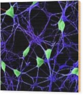 Cortical Neurons Wood Print
