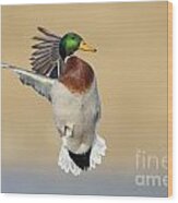 Mallard Duck #10 Wood Print