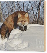 Red Fox #10 Wood Print
