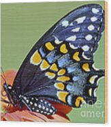 Eastern Black Swallowtail Butterfly #11 Wood Print