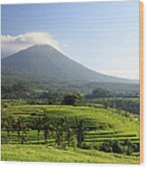 Indonesia, Bali, Rice Fields And #11 Wood Print