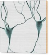 Nerve Cells #11 Wood Print