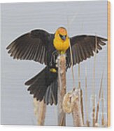 Yellow-headed Blackbird #12 Wood Print