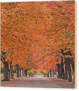 1110-7483 Maplewood Cemetery At Harrision Arkansas Wood Print