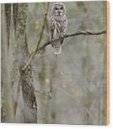 Barred Owl #12 Wood Print