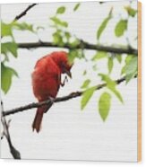 Summer Tanager #13 Wood Print