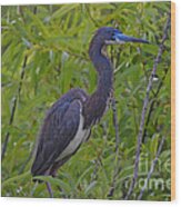 13- Tri-colored Heron Wood Print