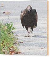 Turkey Vulture #13 Wood Print