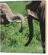 African Elephants #14 Wood Print