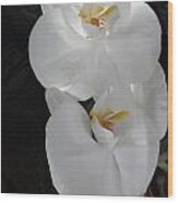 Orchids #14 Wood Print