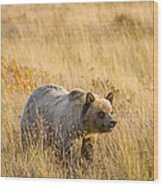 Grizzly Bear 1  -  140917a-295 Wood Print