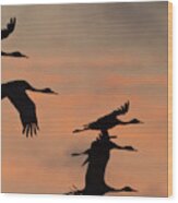 Sandhill Cranes (grus Canadensis #15 Wood Print