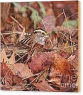 White-throated Sparrow #15 Wood Print
