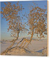 Cottonwood In White Sands Wood Print