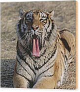 Siberian Tiger Yawn Wood Print