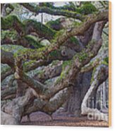 Angel Oak Tree Unique View Wood Print