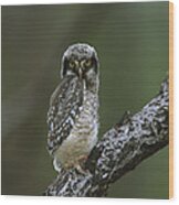 Northern Hawk Owl Chick Wood Print