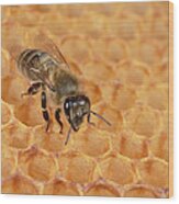 Honeybee On Honeycomb Wood Print