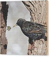 European Starling #18 Wood Print