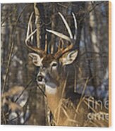 White-tailed Deer In Winter #18 Wood Print